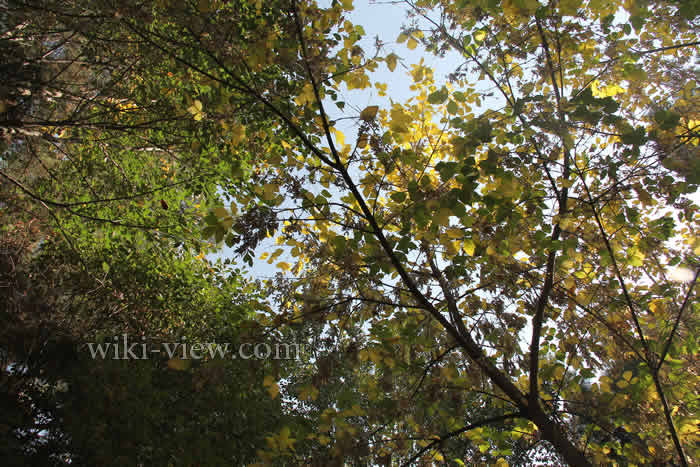 عکاسی / تاریخچه عکاسی / در باره عکاسی / photography عکاسی از منظره
