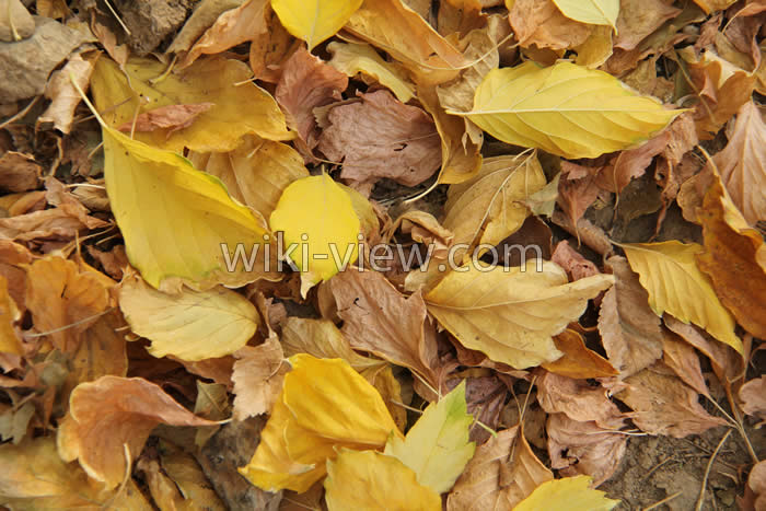 عکاسی / تاریخچه عکاسی / در باره عکاسی / photography عکاسی پائیز