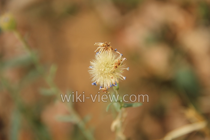 عکاسی / تاریخچه عکاسی / در باره عکاسی / photography عکاسی