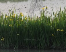 ترکیب بندی در عکاسی چیست / عکس هایتان را هدفمند کنید.
