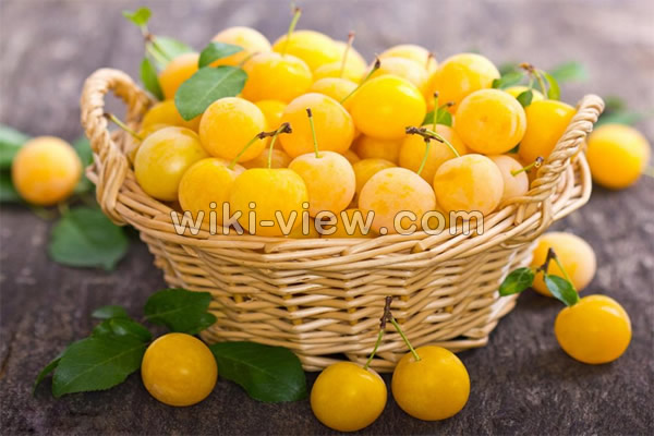 آلو, آلو بخارا, خواص آلو بخارا, مضرات آلو بخارا, خواص آلوچه, مضرات آلوچه, آلو قطره طلا, آلو سبز آلو, آلو بخارا, خواص آلو بخارا, مضرات آلو بخارا, خواص آلوچه, مضرات آلوچه, آلو قطره طلا, آلو سبز
