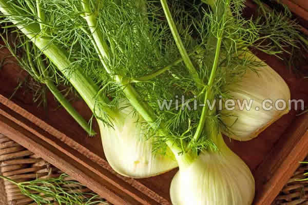 رازیانه, خواص رازیانه, مضرات رازیانه, طریقه مصرف رازیانه, عرق رازیانه, خواص عرق رازیانه, مضرات عرق رازیانه, رازیانه و قاعدگی, زمان مصرف رازیانه, دمنوش رازیانه, مضرات رازیانه برای زنان, پودر رازیانه, طبع رازیانه رازیانه, خواص رازیانه, مضرات رازیانه, طریقه مصرف رازیانه, عرق رازیانه, خواص عرق رازیانه, مضرات عرق رازیانه, رازیانه و قاعدگی, زمان مصرف رازیانه, دمنوش رازیانه, مضرات رازیانه برای زنان, پودر رازیانه, طبع رازیانه