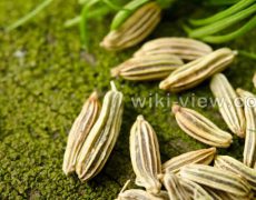 رازیانه: خواص، مضرات، دمنوش، پودر، عرق، طریقه و زمان مصرف رازیانه / قاعدگی