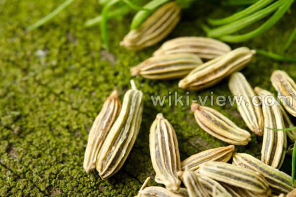 رازیانه, خواص رازیانه, مضرات رازیانه, طریقه مصرف رازیانه, عرق رازیانه, خواص عرق رازیانه, مضرات عرق رازیانه, رازیانه و قاعدگی, زمان مصرف رازیانه, دمنوش رازیانه, مضرات رازیانه برای زنان, پودر رازیانه, طبع رازیانه رازیانه, خواص رازیانه, مضرات رازیانه, طریقه مصرف رازیانه, عرق رازیانه, خواص عرق رازیانه, مضرات عرق رازیانه, رازیانه و قاعدگی, زمان مصرف رازیانه, دمنوش رازیانه, مضرات رازیانه برای زنان, پودر رازیانه, طبع رازیانه