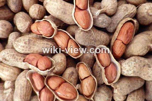 بادام زمینی, طبع بادام زمینی, خواص بادام زمینی, خواص بادام زمینی برای مو, بادام زمینی و کبد چرب, خواص بادام زمینی در بدنسازی, خواص بادام زمینی برای مغز, بادام زمینی چاق کننده است, بادام زمینی برای پوست صورت, مضرات بادام زمینی, کاشت بادام زمینی, فواید بادام زمینی بادام زمینی, طبع بادام زمینی, خواص بادام زمینی, خواص بادام زمینی برای مو, بادام زمینی و کبد چرب, خواص بادام زمینی در بدنسازی, خواص بادام زمینی برای مغز, بادام زمینی چاق کننده است, بادام زمینی برای پوست صورت, مضرات بادام زمینی, کاشت بادام زمینی, فواید بادام زمینی