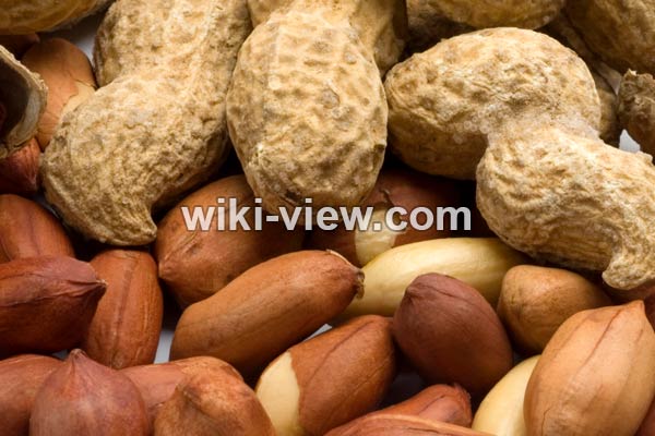 بادام زمینی, طبع بادام زمینی, خواص بادام زمینی, خواص بادام زمینی برای مو, بادام زمینی و کبد چرب, خواص بادام زمینی در بدنسازی, خواص بادام زمینی برای مغز, بادام زمینی چاق کننده است, بادام زمینی برای پوست صورت, مضرات بادام زمینی, کاشت بادام زمینی, فواید بادام زمینی بادام زمینی, طبع بادام زمینی, خواص بادام زمینی, خواص بادام زمینی برای مو, بادام زمینی و کبد چرب, خواص بادام زمینی در بدنسازی, خواص بادام زمینی برای مغز, بادام زمینی چاق کننده است, بادام زمینی برای پوست صورت, مضرات بادام زمینی, کاشت بادام زمینی, فواید بادام زمینی