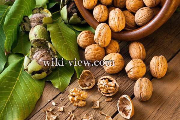 گردو, خاصیت گردو چیست, مضرات گردو, خواص گردو برای پوست, حداکثر مصرف گردو در روز, خواص گردو برای کبد, خواص گردو با عسل, خواص گردو برای کودکان, خواص گردو و بادام, طبع گردو گردو, خاصیت گردو چیست, مضرات گردو, خواص گردو برای پوست, حداکثر مصرف گردو در روز, خواص گردو برای کبد, خواص گردو با عسل, خواص گردو برای کودکان, خواص گردو و بادام, طبع گردو