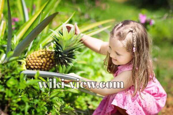 آناناس, فواید آناناس, مضرات آناناس, طبع آناناس, خواص آناناس در بارداری, درخت آناناس, حساسیت زبان به آناناس, خواص کمپوت آناناس, کاشت آناناس, زخم شدن زبان بعد از خوردن آناناس, خواص آناناس آناناس, فواید آناناس, مضرات آناناس, طبع آناناس, خواص آناناس در بارداری, درخت آناناس, حساسیت زبان به آناناس, خواص کمپوت آناناس, کاشت آناناس, زخم شدن زبان بعد از خوردن آناناس, خواص آناناس