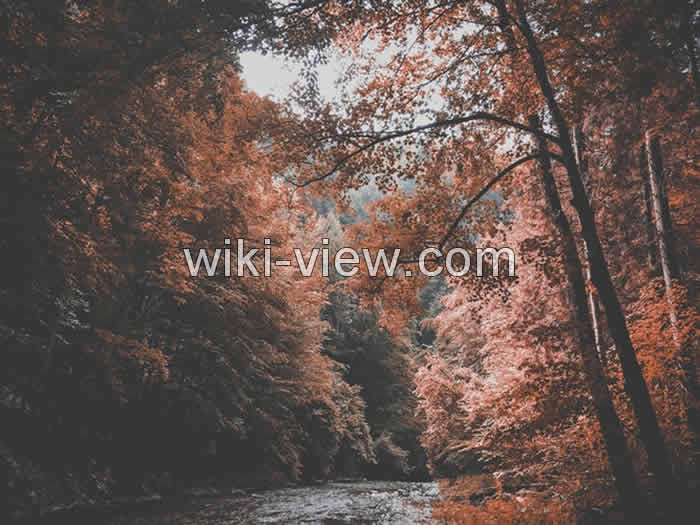 عکاسی از پاییز / عکس از پاییز / عکاسی از رنگ های پاییزی عکس های پاییزی