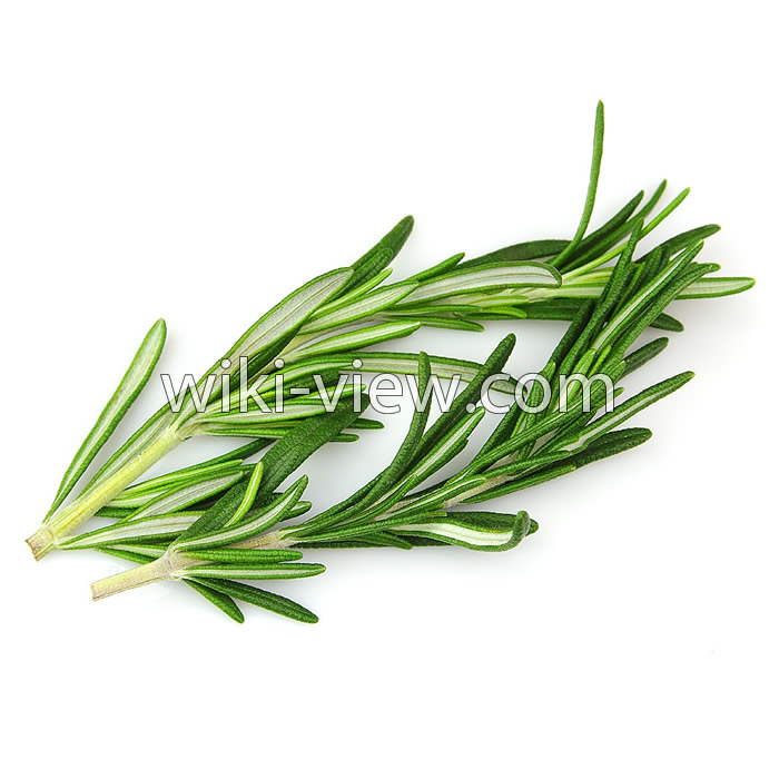 خواص رزماری, مضرات رزماری, طبع رزماری, خواص رزماری در لاغری, کاشت رزماری, خواص رزماری برای مو, رزماری ویکی پدیا, رزماری خشک شده, خواص عرق رزماری خواص رزماری, مضرات رزماری, طبع رزماری, خواص رزماری در لاغری, کاشت رزماری, خواص رزماری برای مو, رزماری ویکی پدیا, رزماری خشک شده, خواص عرق رزماری