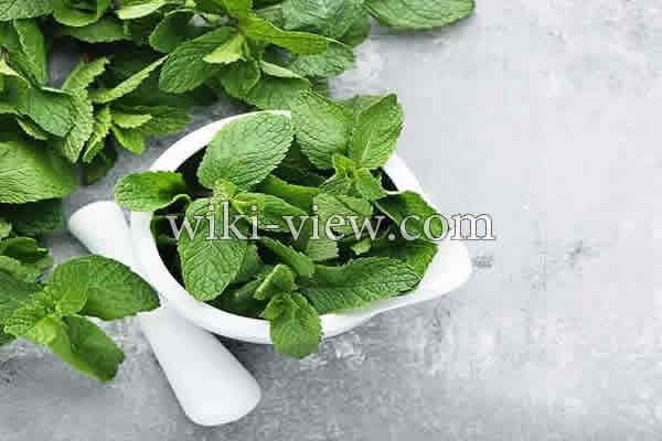 نعناع, خواص نعناع, مضرات نعناع, طبع نعناع, خواص نعناع برای پوست, مضرات نعناع برای مردان, خواص دمنوش نعناع, خواص چای نعناع برای پوست, نعناع کوهی, نعناع فلفلی, خواص نعناع فلفلی, مضرات نعناع فلفلی نعناع, خواص نعناع, مضرات نعناع, طبع نعناع, خواص نعناع برای پوست, مضرات نعناع برای مردان, خواص دمنوش نعناع, خواص چای نعناع برای پوست, نعناع کوهی, نعناع فلفلی, خواص نعناع فلفلی, مضرات نعناع فلفلی