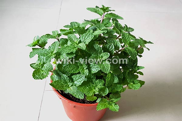 نعناع, خواص نعناع, مضرات نعناع, طبع نعناع, خواص نعناع برای پوست, مضرات نعناع برای مردان, خواص دمنوش نعناع, خواص چای نعناع برای پوست, نعناع کوهی, نعناع فلفلی, خواص نعناع فلفلی, مضرات نعناع فلفلی نعناع, خواص نعناع, مضرات نعناع, طبع نعناع, خواص نعناع برای پوست, مضرات نعناع برای مردان, خواص دمنوش نعناع, خواص چای نعناع برای پوست, نعناع کوهی, نعناع فلفلی, خواص نعناع فلفلی, مضرات نعناع فلفلی