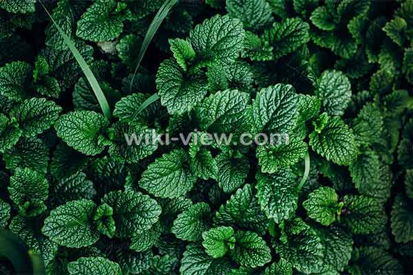 نعناع, خواص نعناع, مضرات نعناع, طبع نعناع, خواص نعناع برای پوست, مضرات نعناع برای مردان, خواص دمنوش نعناع, خواص چای نعناع برای پوست, نعناع کوهی, نعناع فلفلی, خواص نعناع فلفلی, مضرات نعناع فلفلی نعناع, خواص نعناع, مضرات نعناع, طبع نعناع, خواص نعناع برای پوست, مضرات نعناع برای مردان, خواص دمنوش نعناع, خواص چای نعناع برای پوست, نعناع کوهی, نعناع فلفلی, خواص نعناع فلفلی, مضرات نعناع فلفلی