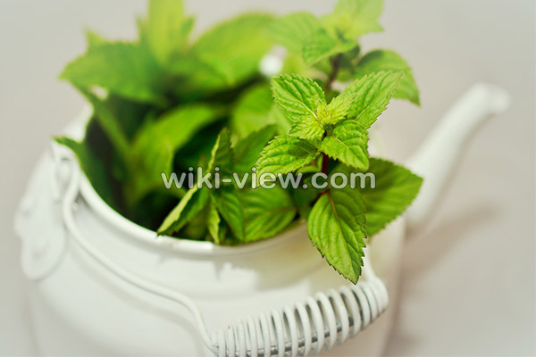 نعناع, خواص نعناع, مضرات نعناع, طبع نعناع, خواص نعناع برای پوست, مضرات نعناع برای مردان, خواص دمنوش نعناع, خواص چای نعناع برای پوست, نعناع کوهی, نعناع فلفلی, خواص نعناع فلفلی, مضرات نعناع فلفلی