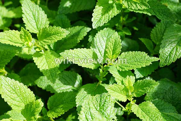 نعناع, خواص نعناع, مضرات نعناع, طبع نعناع, خواص نعناع برای پوست, مضرات نعناع برای مردان, خواص دمنوش نعناع, خواص چای نعناع برای پوست, نعناع کوهی, نعناع فلفلی, خواص نعناع فلفلی, مضرات نعناع فلفلی نعناع, خواص نعناع, مضرات نعناع, طبع نعناع, خواص نعناع برای پوست, مضرات نعناع برای مردان, خواص دمنوش نعناع, خواص چای نعناع برای پوست, نعناع کوهی, نعناع فلفلی, خواص نعناع فلفلی, مضرات نعناع فلفلی