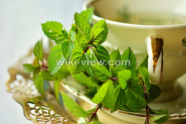 نعناع, خواص نعناع, مضرات نعناع, طبع نعناع, خواص نعناع برای پوست, مضرات نعناع برای مردان, خواص دمنوش نعناع, خواص چای نعناع برای پوست, نعناع کوهی, نعناع فلفلی, خواص نعناع فلفلی, مضرات نعناع فلفلی نعناع, خواص نعناع, مضرات نعناع, طبع نعناع, خواص نعناع برای پوست, مضرات نعناع برای مردان, خواص دمنوش نعناع, خواص چای نعناع برای پوست, نعناع کوهی, نعناع فلفلی, خواص نعناع فلفلی, مضرات نعناع فلفلی