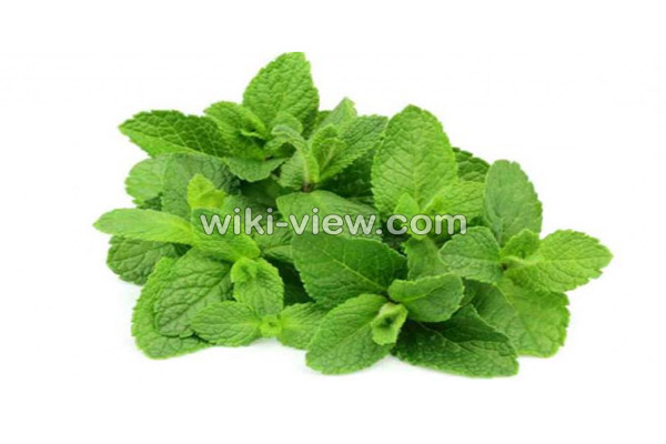 نعناع, خواص نعناع, مضرات نعناع, طبع نعناع, خواص نعناع برای پوست, مضرات نعناع برای مردان, خواص دمنوش نعناع, خواص چای نعناع برای پوست, نعناع کوهی, نعناع فلفلی, خواص نعناع فلفلی, مضرات نعناع فلفلی نعناع, خواص نعناع, مضرات نعناع, طبع نعناع, خواص نعناع برای پوست, مضرات نعناع برای مردان, خواص دمنوش نعناع, خواص چای نعناع برای پوست, نعناع کوهی, نعناع فلفلی, خواص نعناع فلفلی, مضرات نعناع فلفلی