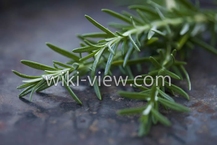 خواص رزماری, مضرات رزماری, طبع رزماری, خواص رزماری در لاغری, کاشت رزماری, خواص رزماری برای مو, رزماری ویکی پدیا, رزماری خشک شده, خواص عرق رزماری خواص رزماری, مضرات رزماری, طبع رزماری, خواص رزماری در لاغری, کاشت رزماری, خواص رزماری برای مو, رزماری ویکی پدیا, رزماری خشک شده, خواص عرق رزماری