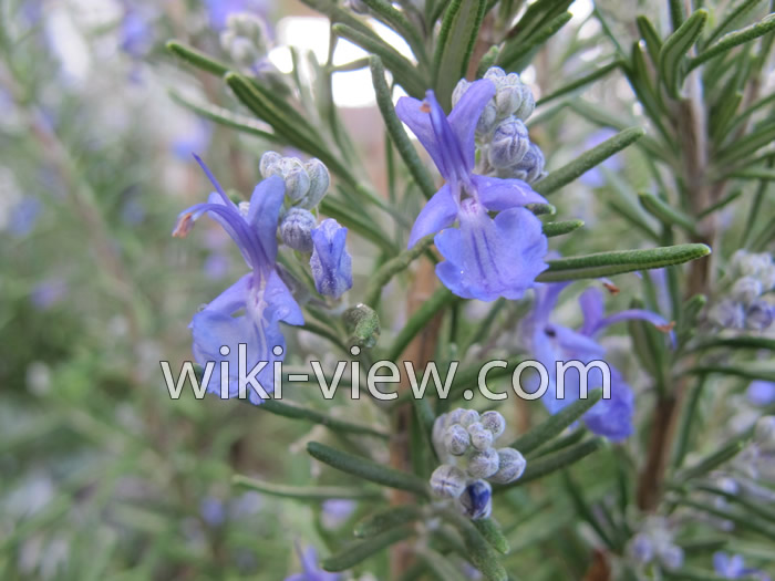 خواص رزماری, مضرات رزماری, طبع رزماری, خواص رزماری در لاغری, کاشت رزماری, خواص رزماری برای مو, رزماری ویکی پدیا, رزماری خشک شده, خواص عرق رزماری خواص رزماری, مضرات رزماری, طبع رزماری, خواص رزماری در لاغری, کاشت رزماری, خواص رزماری برای مو, رزماری ویکی پدیا, رزماری خشک شده, خواص عرق رزماری