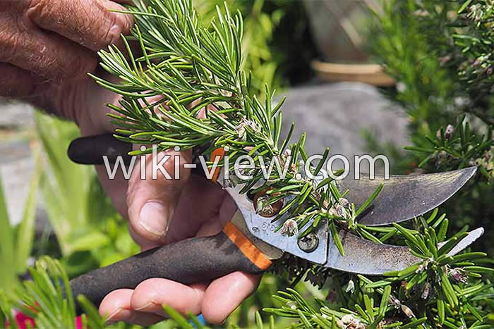 خواص رزماری, مضرات رزماری, طبع رزماری, خواص رزماری در لاغری, کاشت رزماری, خواص رزماری برای مو, رزماری ویکی پدیا, رزماری خشک شده, خواص عرق رزماری خواص رزماری, مضرات رزماری, طبع رزماری, خواص رزماری در لاغری, کاشت رزماری, خواص رزماری برای مو, رزماری ویکی پدیا, رزماری خشک شده, خواص عرق رزماری