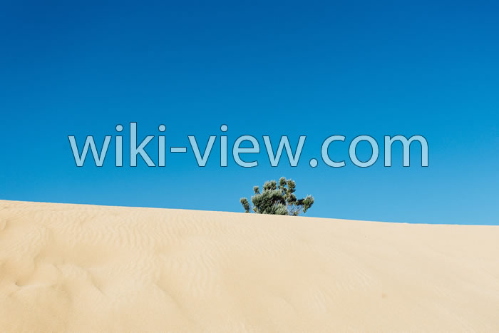 حیوانات دشت کویر, دشت کویر و لوت روی نقشه, تفاوت دشت و کویر, دمای هوای دشت کویر, کویر های ایران روی نقشه, کویر چیست, کویر مرنجاب, نقشه کویر لوت