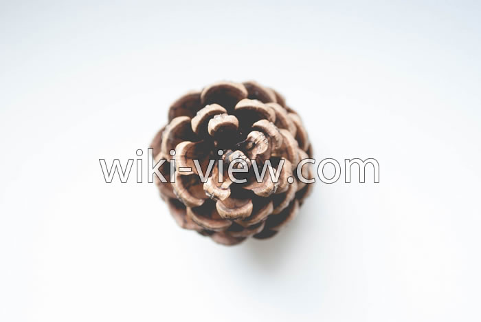سادگی و اختصار در عکاسی, عوامل موثر در گرفتن عکس زیبا, اهمیت سادگی در عکاسی, اصل سادگی در عکاسی کودک و آتلیه تخصصی نوزاد, مزیت سادگی در عکاسی سیاه و سفید, قدرت مینیمالیسم در عکاسی, همه چیز در سایه سادگی در عکاسی, نکاتی برای حفظ سادگی در عکاسی مینیمالیستی