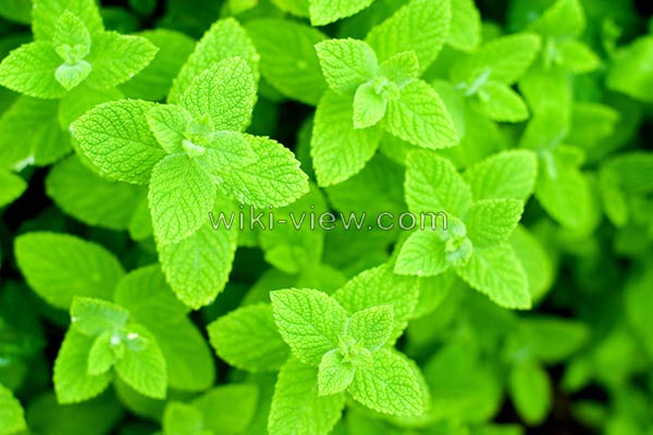 نعناع, خواص نعناع, مضرات نعناع, طبع نعناع, خواص نعناع برای پوست, مضرات نعناع برای مردان, خواص دمنوش نعناع, خواص چای نعناع برای پوست, نعناع کوهی, نعناع فلفلی, خواص نعناع فلفلی, مضرات نعناع فلفلی نعناع, خواص نعناع, مضرات نعناع, طبع نعناع, خواص نعناع برای پوست, مضرات نعناع برای مردان, خواص دمنوش نعناع, خواص چای نعناع برای پوست, نعناع کوهی, نعناع فلفلی, خواص نعناع فلفلی, مضرات نعناع فلفلی