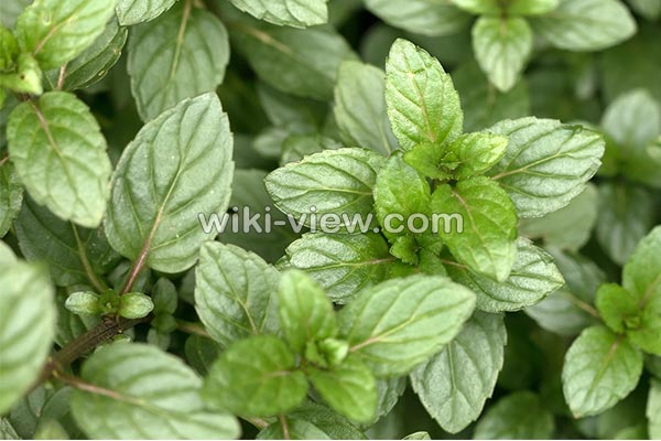 نعناع, خواص نعناع, مضرات نعناع, طبع نعناع, خواص نعناع برای پوست, مضرات نعناع برای مردان, خواص دمنوش نعناع, خواص چای نعناع برای پوست, نعناع کوهی, نعناع فلفلی, خواص نعناع فلفلی, مضرات نعناع فلفلی نعناع, خواص نعناع, مضرات نعناع, طبع نعناع, خواص نعناع برای پوست, مضرات نعناع برای مردان, خواص دمنوش نعناع, خواص چای نعناع برای پوست, نعناع کوهی, نعناع فلفلی, خواص نعناع فلفلی, مضرات نعناع فلفلی