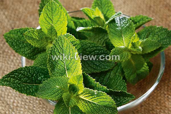 نعناع, خواص نعناع, مضرات نعناع, طبع نعناع, خواص نعناع برای پوست, مضرات نعناع برای مردان, خواص دمنوش نعناع, خواص چای نعناع برای پوست, نعناع کوهی, نعناع فلفلی, خواص نعناع فلفلی, مضرات نعناع فلفلی نعناع, خواص نعناع, مضرات نعناع, طبع نعناع, خواص نعناع برای پوست, مضرات نعناع برای مردان, خواص دمنوش نعناع, خواص چای نعناع برای پوست, نعناع کوهی, نعناع فلفلی, خواص نعناع فلفلی, مضرات نعناع فلفلی