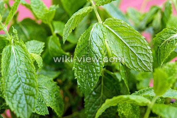 نعناع, خواص نعناع, مضرات نعناع, طبع نعناع, خواص نعناع برای پوست, مضرات نعناع برای مردان, خواص دمنوش نعناع, خواص چای نعناع برای پوست, نعناع کوهی, نعناع فلفلی, خواص نعناع فلفلی, مضرات نعناع فلفلی نعناع, خواص نعناع, مضرات نعناع, طبع نعناع, خواص نعناع برای پوست, مضرات نعناع برای مردان, خواص دمنوش نعناع, خواص چای نعناع برای پوست, نعناع کوهی, نعناع فلفلی, خواص نعناع فلفلی, مضرات نعناع فلفلی