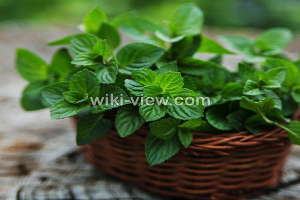 نعناع, خواص نعناع, مضرات نعناع, طبع نعناع, خواص نعناع برای پوست, مضرات نعناع برای مردان, خواص دمنوش نعناع, خواص چای نعناع برای پوست, نعناع کوهی, نعناع فلفلی, خواص نعناع فلفلی, مضرات نعناع فلفلی نعناع, خواص نعناع, مضرات نعناع, طبع نعناع, خواص نعناع برای پوست, مضرات نعناع برای مردان, خواص دمنوش نعناع, خواص چای نعناع برای پوست, نعناع کوهی, نعناع فلفلی, خواص نعناع فلفلی, مضرات نعناع فلفلی