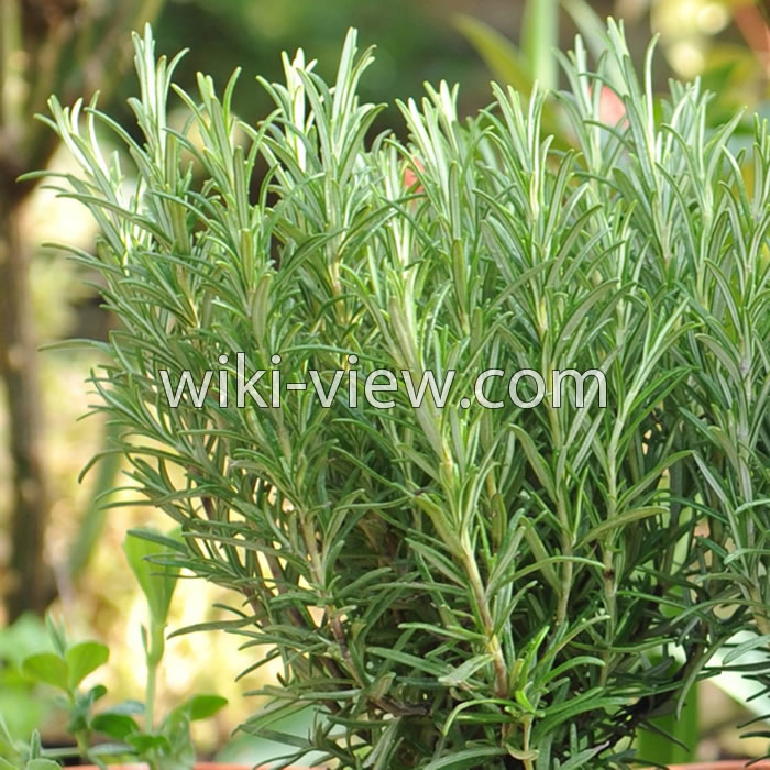 خواص رزماری, مضرات رزماری, طبع رزماری, خواص رزماری در لاغری, کاشت رزماری, خواص رزماری برای مو, رزماری ویکی پدیا, رزماری خشک شده, خواص عرق رزماری خواص رزماری, مضرات رزماری, طبع رزماری, خواص رزماری در لاغری, کاشت رزماری, خواص رزماری برای مو, رزماری ویکی پدیا, رزماری خشک شده, خواص عرق رزماری
