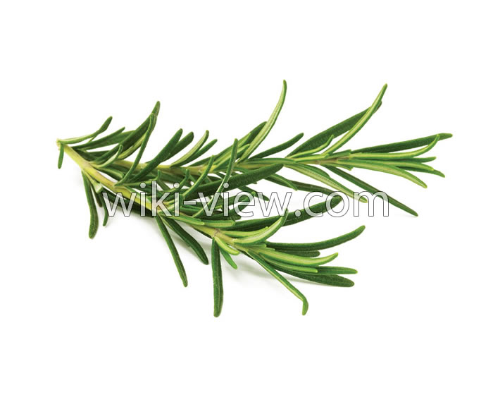 خواص رزماری, مضرات رزماری, طبع رزماری, خواص رزماری در لاغری, کاشت رزماری, خواص رزماری برای مو, رزماری ویکی پدیا, رزماری خشک شده, خواص عرق رزماری خواص رزماری, مضرات رزماری, طبع رزماری, خواص رزماری در لاغری, کاشت رزماری, خواص رزماری برای مو, رزماری ویکی پدیا, رزماری خشک شده, خواص عرق رزماری