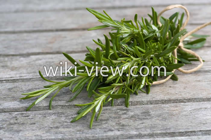 خواص رزماری, مضرات رزماری, طبع رزماری, خواص رزماری در لاغری, کاشت رزماری, خواص رزماری برای مو, رزماری ویکی پدیا, رزماری خشک شده, خواص عرق رزماری خواص رزماری, مضرات رزماری, طبع رزماری, خواص رزماری در لاغری, کاشت رزماری, خواص رزماری برای مو, رزماری ویکی پدیا, رزماری خشک شده, خواص عرق رزماری