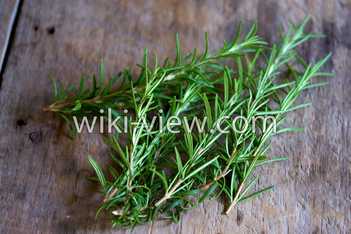خواص رزماری, مضرات رزماری, طبع رزماری, خواص رزماری در لاغری, کاشت رزماری, خواص رزماری برای مو, رزماری ویکی پدیا, رزماری خشک شده, خواص عرق رزماری خواص رزماری, مضرات رزماری, طبع رزماری, خواص رزماری در لاغری, کاشت رزماری, خواص رزماری برای مو, رزماری ویکی پدیا, رزماری خشک شده, خواص عرق رزماری