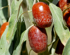 سنجد : خواص, مضرات, طبع / خواص سنجد برای دیابت / پودر سنجد برای لاغری