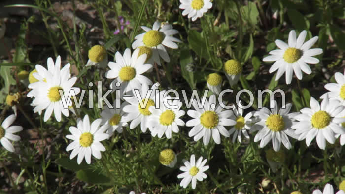 بابونه, خواص بابونه, مضرات بابونه, طبع بابونه, خواص گل بابونه برای کودکان, بابونه در بارداری, بابونه رومی, چای بابونه, خواص بابونه تلخ, بابونه و فشار خون, مشخصات گل بابونه بابونه, خواص بابونه, مضرات بابونه, طبع بابونه, خواص گل بابونه برای کودکان, بابونه در بارداری, بابونه رومی, چای بابونه, خواص بابونه تلخ, بابونه و فشار خون, مشخصات گل بابونه