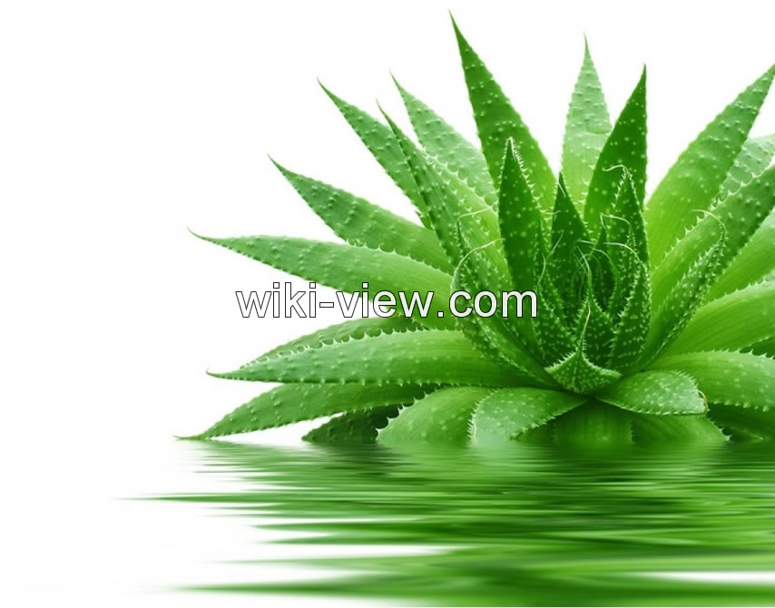 کهیر چیست, کهیر چگونه ایجاد و درمان می شود, علائم و علل کهیر پوستی, کهیر در کودکان, کهیر عصبی, شکل ظاهری کهیر, شکل ظاهری کهیر, رابطه کهیر و سرطان, درمان سریع کهیر کهیر چیست, کهیر چگونه ایجاد و درمان می شود, علائم و علل کهیر پوستی, کهیر در کودکان, کهیر عصبی, شکل ظاهری کهیر, شکل ظاهری کهیر, رابطه کهیر و سرطان, درمان سریع کهیر