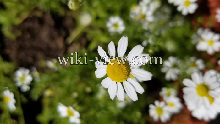 بابونه, خواص بابونه, مضرات بابونه, طبع بابونه, خواص گل بابونه برای کودکان, بابونه در بارداری, بابونه رومی, چای بابونه, خواص بابونه تلخ, بابونه و فشار خون, مشخصات گل بابونه بابونه, خواص بابونه, مضرات بابونه, طبع بابونه, خواص گل بابونه برای کودکان, بابونه در بارداری, بابونه رومی, چای بابونه, خواص بابونه تلخ, بابونه و فشار خون, مشخصات گل بابونه