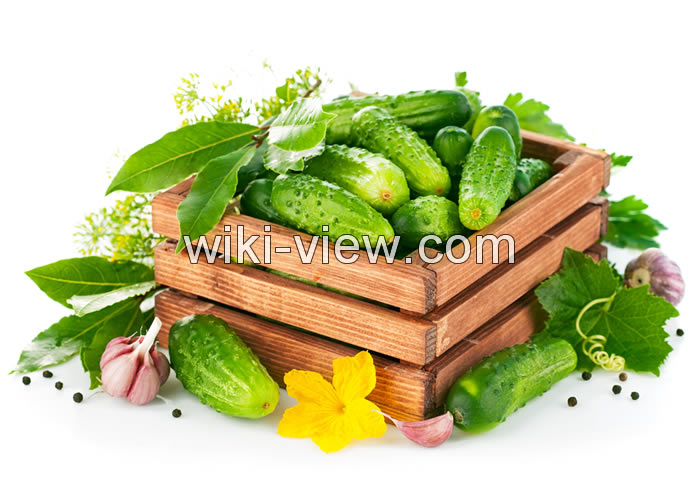 خواص خیار, مضرات خیار, طبع خیار, خواص خیار برای کودکان, خواص ماست خیار در شب, خواص خیار برای پوست, مضرات پوست خیار, خواص خیار در طب سنتی, خواص خیار در طب سنتی خواص خیار, مضرات خیار, طبع خیار, خواص خیار برای کودکان, خواص ماست خیار در شب, خواص خیار برای پوست, مضرات پوست خیار, خواص خیار در طب سنتی, خواص خیار در طب سنتی