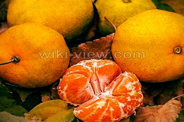 نارنگی, خواص نارنگی, مضرات نارنگی, طبع نارنگی در طب سنتی, خواص نارنگی برای لاغری, خواص دمنوش پوست نارنگی, خواص نارنگی در بارداری, خواص پوست نارنگی, خواص روغن نارنگی, نارنگی کم خونی میاره نارنگی, خواص نارنگی, مضرات نارنگی, طبع نارنگی در طب سنتی, خواص نارنگی برای لاغری, خواص دمنوش پوست نارنگی, خواص نارنگی در بارداری, خواص پوست نارنگی, خواص روغن نارنگی, نارنگی کم خونی میاره