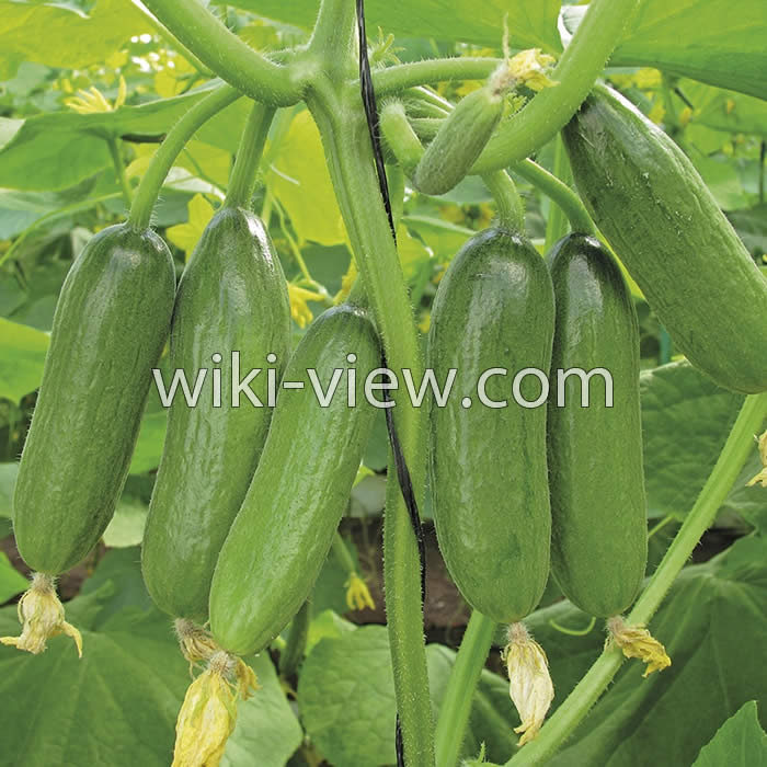 خواص خیار, مضرات خیار, طبع خیار, خواص خیار برای کودکان, خواص ماست خیار در شب, خواص خیار برای پوست, مضرات پوست خیار, خواص خیار در طب سنتی, خواص خیار در طب سنتی خواص خیار, مضرات خیار, طبع خیار, خواص خیار برای کودکان, خواص ماست خیار در شب, خواص خیار برای پوست, مضرات پوست خیار, خواص خیار در طب سنتی, خواص خیار در طب سنتی