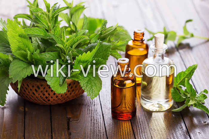 روغن نعناع, خواص روغن نعناع, مضرات روغن نعناع, روغن نعناع فلفلی, طرز تهیه روغن نعناع, روغن نعناع برای لب, روغن نعناع برای پوست, روغن نعناع برای مو, روغن نعناع برای سردرد روغن نعناع, خواص روغن نعناع, مضرات روغن نعناع, روغن نعناع فلفلی, طرز تهیه روغن نعناع, روغن نعناع برای لب, روغن نعناع برای پوست, روغن نعناع برای مو, روغن نعناع برای سردرد