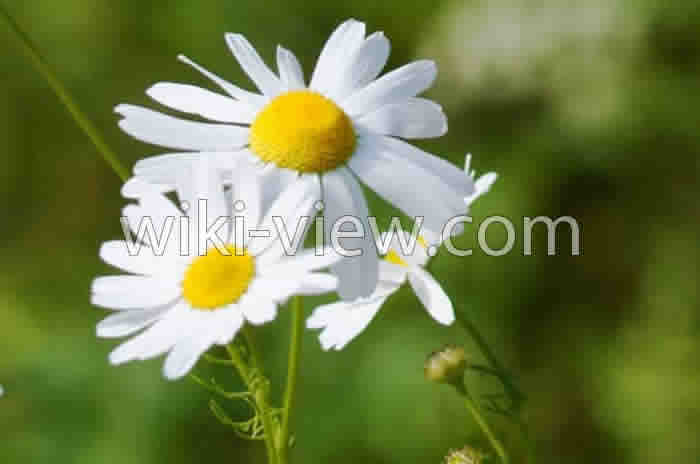 بابونه, خواص بابونه, مضرات بابونه, طبع بابونه, خواص گل بابونه برای کودکان, بابونه در بارداری, بابونه رومی, چای بابونه, خواص بابونه تلخ, بابونه و فشار خون, مشخصات گل بابونه بابونه, خواص بابونه, مضرات بابونه, طبع بابونه, خواص گل بابونه برای کودکان, بابونه در بارداری, بابونه رومی, چای بابونه, خواص بابونه تلخ, بابونه و فشار خون, مشخصات گل بابونه