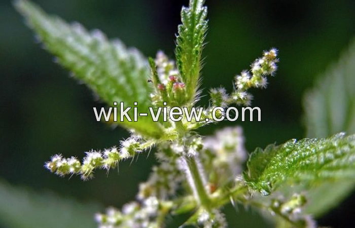 کهیر چیست, کهیر چگونه ایجاد و درمان می شود, علائم و علل کهیر پوستی, کهیر در کودکان, کهیر عصبی, شکل ظاهری کهیر, شکل ظاهری کهیر, رابطه کهیر و سرطان, درمان سریع کهیر کهیر چیست, کهیر چگونه ایجاد و درمان می شود, علائم و علل کهیر پوستی, کهیر در کودکان, کهیر عصبی, شکل ظاهری کهیر, شکل ظاهری کهیر, رابطه کهیر و سرطان, درمان سریع کهیر