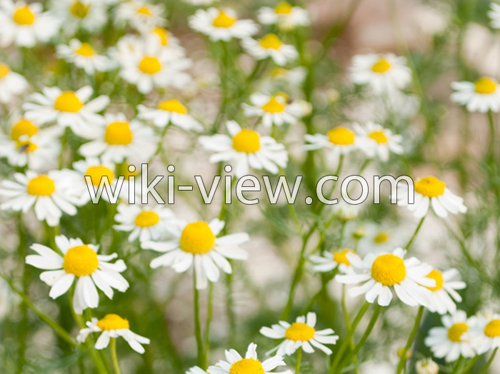 بابونه, خواص بابونه, مضرات بابونه, طبع بابونه, خواص گل بابونه برای کودکان, بابونه در بارداری, بابونه رومی, چای بابونه, خواص بابونه تلخ, بابونه و فشار خون, مشخصات گل بابونه بابونه, خواص بابونه, مضرات بابونه, طبع بابونه, خواص گل بابونه برای کودکان, بابونه در بارداری, بابونه رومی, چای بابونه, خواص بابونه تلخ, بابونه و فشار خون, مشخصات گل بابونه