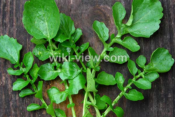 خواص شاهی, مضرات شاهی, طبع شاهی, شاهی در بارداری, کاشت سبزی شاهی, سبزی شاهی در روایات, آفت شاهی, شاهی سبزی جهنمی, شاهی در طب اسلامی خواص شاهی, مضرات شاهی, طبع شاهی, شاهی در بارداری, کاشت سبزی شاهی, سبزی شاهی در روایات, آفت شاهی, شاهی سبزی جهنمی, شاهی در طب اسلامی