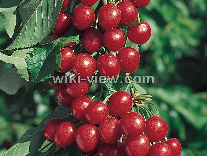 خواص گیلاس, مضرات گیلاس, طبع گیلاس, خواص گیلاس در بارداری, طبع کمپوت گیلاس, خواص گیلاس در طب سنتی, خواص کمپوت گیلاس, خواص گیلاس خشک, ماسک گیلاس, تفاوت گیلاس و آلبالو خواص گیلاس, مضرات گیلاس, طبع گیلاس, خواص گیلاس در بارداری, طبع کمپوت گیلاس, خواص گیلاس در طب سنتی, خواص کمپوت گیلاس, خواص گیلاس خشک, ماسک گیلاس, تفاوت گیلاس و آلبالو