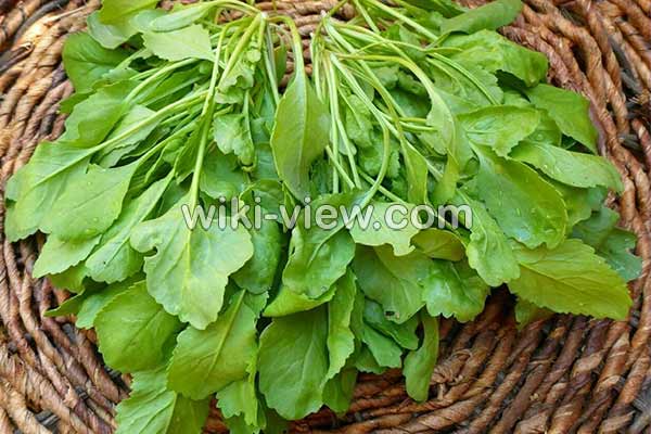 خواص شاهی, مضرات شاهی, طبع شاهی, شاهی در بارداری, کاشت سبزی شاهی, سبزی شاهی در روایات, آفت شاهی, شاهی سبزی جهنمی, شاهی در طب اسلامی خواص شاهی, مضرات شاهی, طبع شاهی, شاهی در بارداری, کاشت سبزی شاهی, سبزی شاهی در روایات, آفت شاهی, شاهی سبزی جهنمی, شاهی در طب اسلامی
