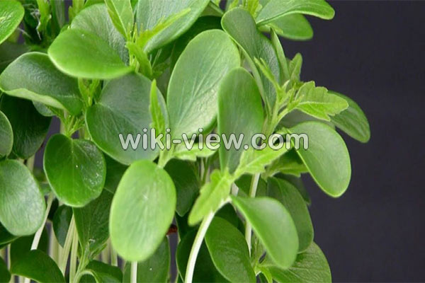 خواص شاهی, مضرات شاهی, طبع شاهی, شاهی در بارداری, کاشت سبزی شاهی, سبزی شاهی در روایات, آفت شاهی, شاهی سبزی جهنمی, شاهی در طب اسلامی خواص شاهی, مضرات شاهی, طبع شاهی, شاهی در بارداری, کاشت سبزی شاهی, سبزی شاهی در روایات, آفت شاهی, شاهی سبزی جهنمی, شاهی در طب اسلامی